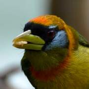 Red-headed Barbet