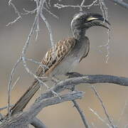 African Grey Hornbill