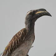 African Grey Hornbill