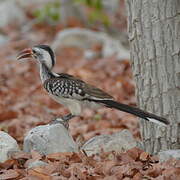 Southern Red-billed Hornbill