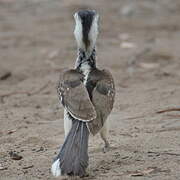 Southern Red-billed Hornbill