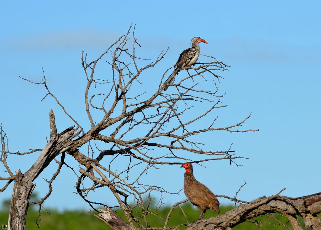 Southern Red-billed Hornbilladult, identification