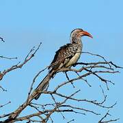 Southern Red-billed Hornbill