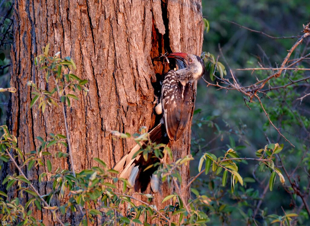 Southern Red-billed Hornbilladult, identification, feeding habits, Reproduction-nesting