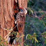 Southern Red-billed Hornbill