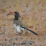 Monteiro's Hornbill