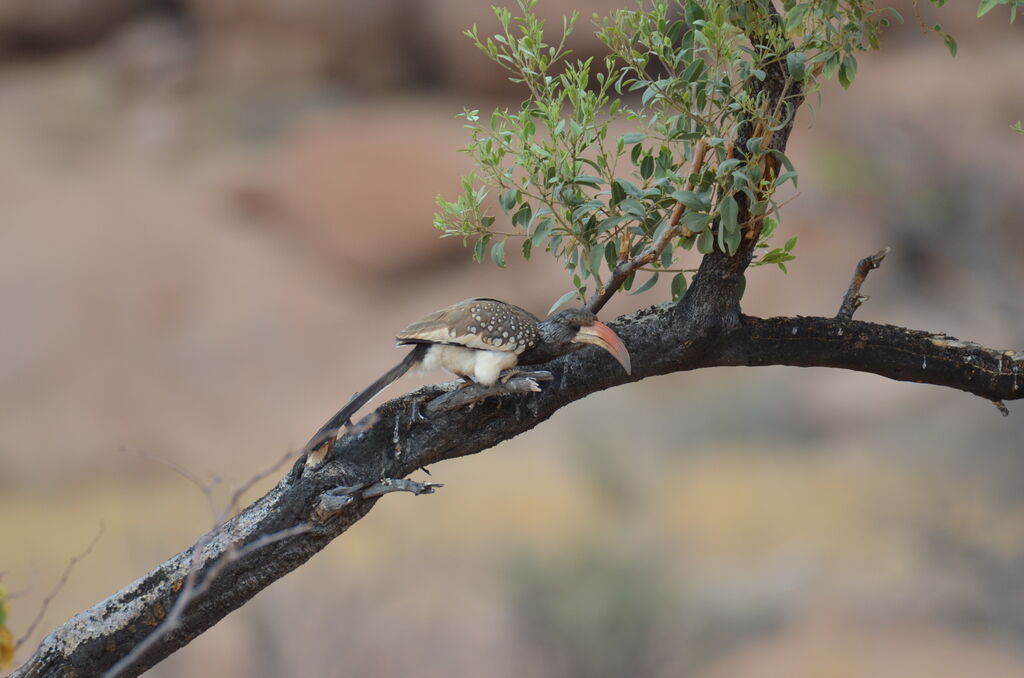 Monteiro's Hornbilladult, identification