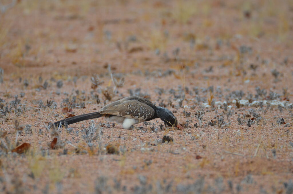 Monteiro's Hornbilladult, identification