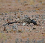 Monteiro's Hornbill