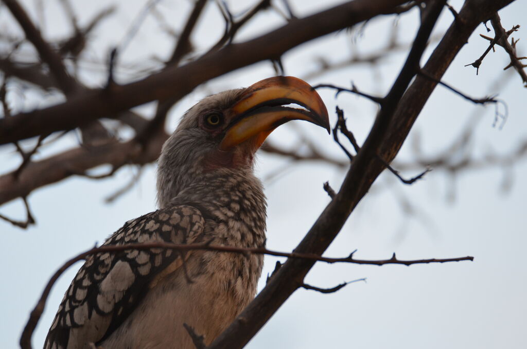 Southern Yellow-billed Hornbilladult, identification