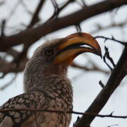 Southern Yellow-billed Hornbill