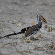 Southern Yellow-billed Hornbill