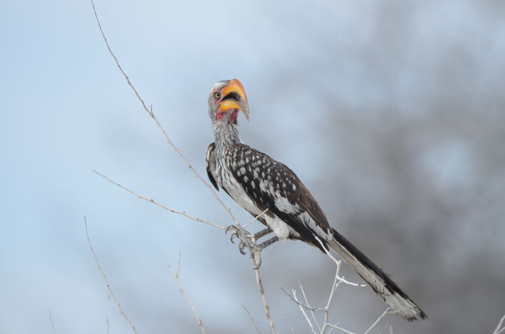 Southern Yellow-billed Hornbilladult, identification