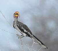 Southern Yellow-billed Hornbill