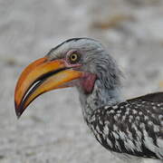 Southern Yellow-billed Hornbill