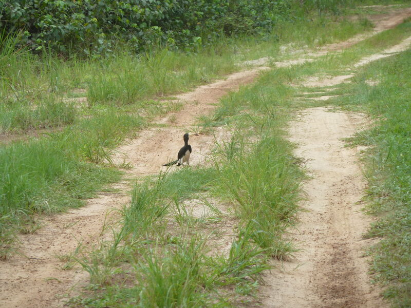 African Pied Hornbill, identification