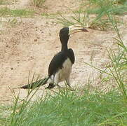 Congo Pied Hornbill