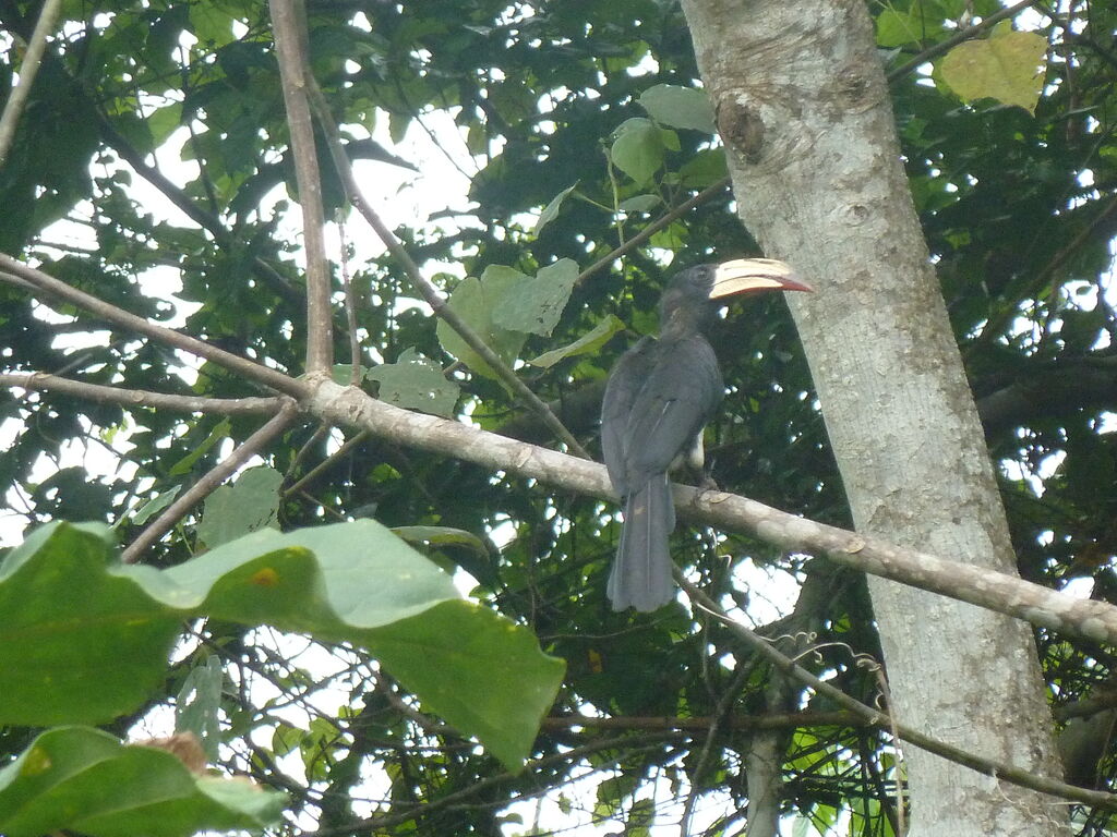 Calao longibandeadulte, identification