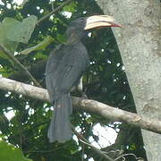 Congo Pied Hornbill