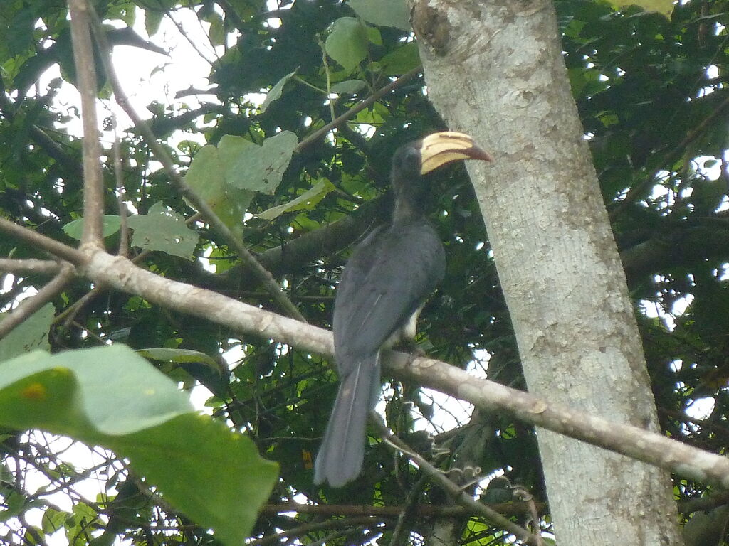 African Pied Hornbilladult, identification