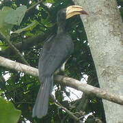 African Pied Hornbill