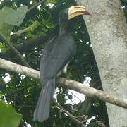 Congo Pied Hornbill