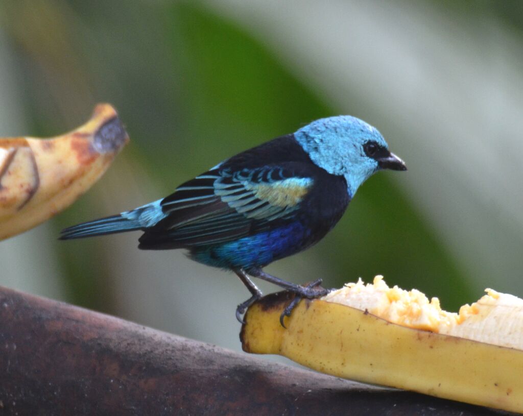 Blue-necked Tanageradult, identification