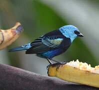 Blue-necked Tanager