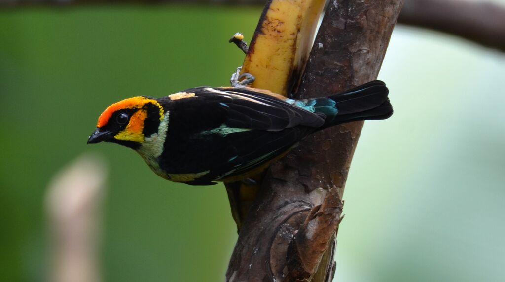 Flame-faced Tanageradult, identification