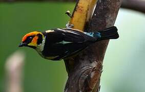 Flame-faced Tanager