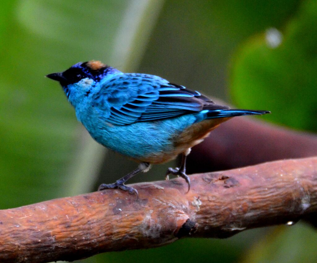 Golden-naped Tanageradult, identification