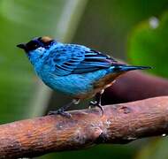 Golden-naped Tanager