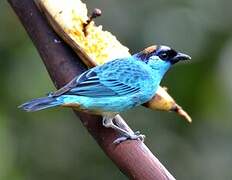 Golden-naped Tanager