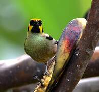 Saffron-crowned Tanager