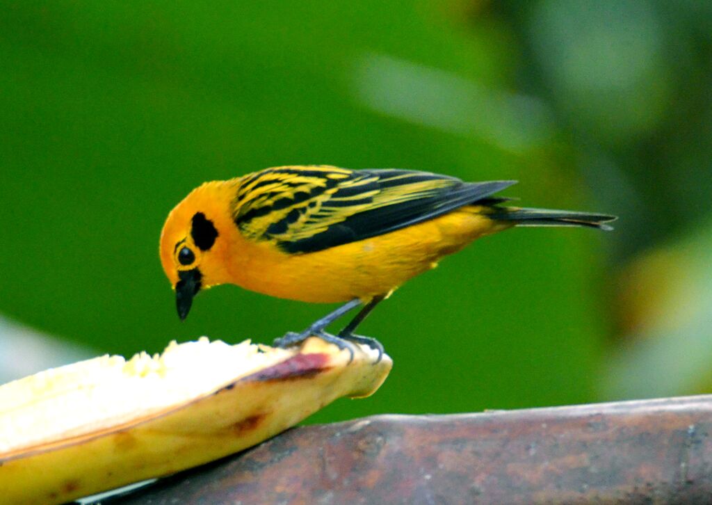 Golden Tanageradult, identification, feeding habits, eats