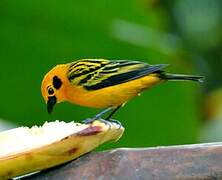 Golden Tanager