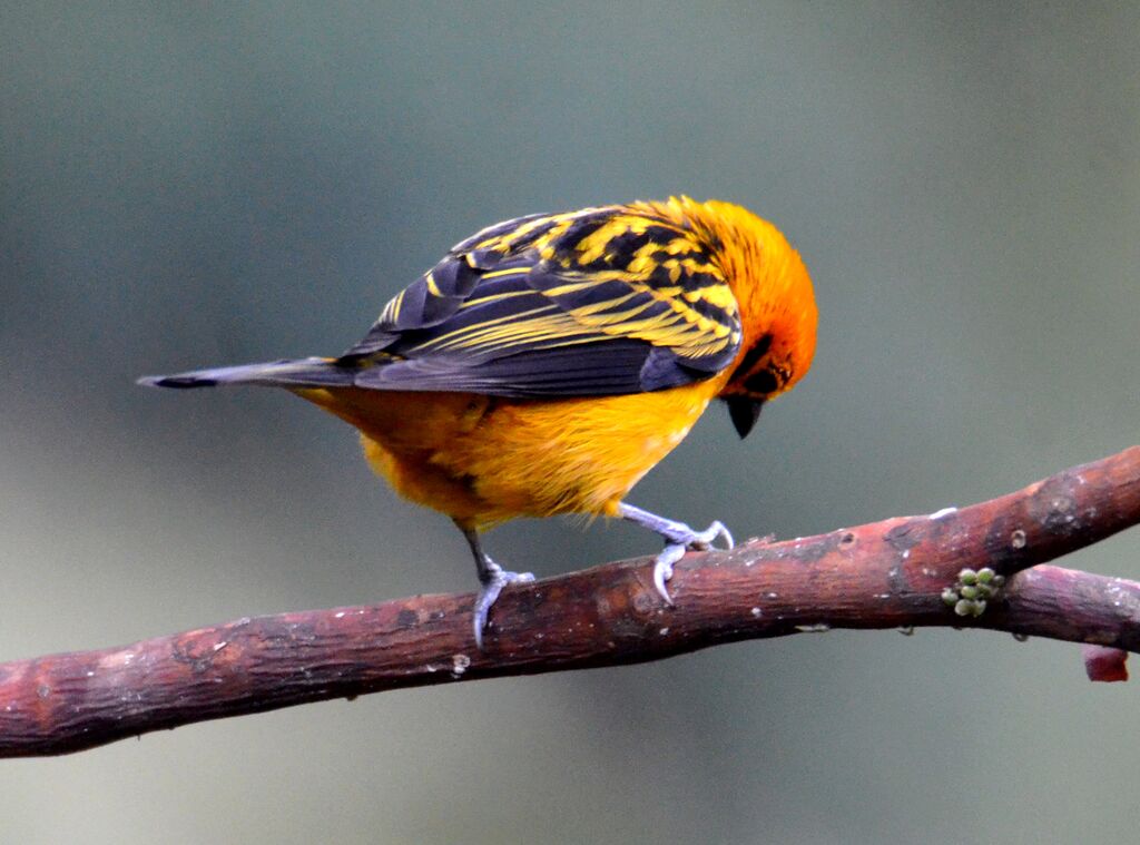 Golden Tanageradult, identification