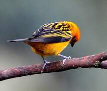 Golden Tanager