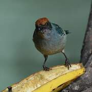 Scrub Tanager