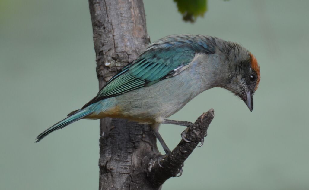 Calliste vitriolinadulte, identification