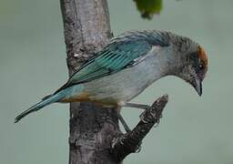 Scrub Tanager