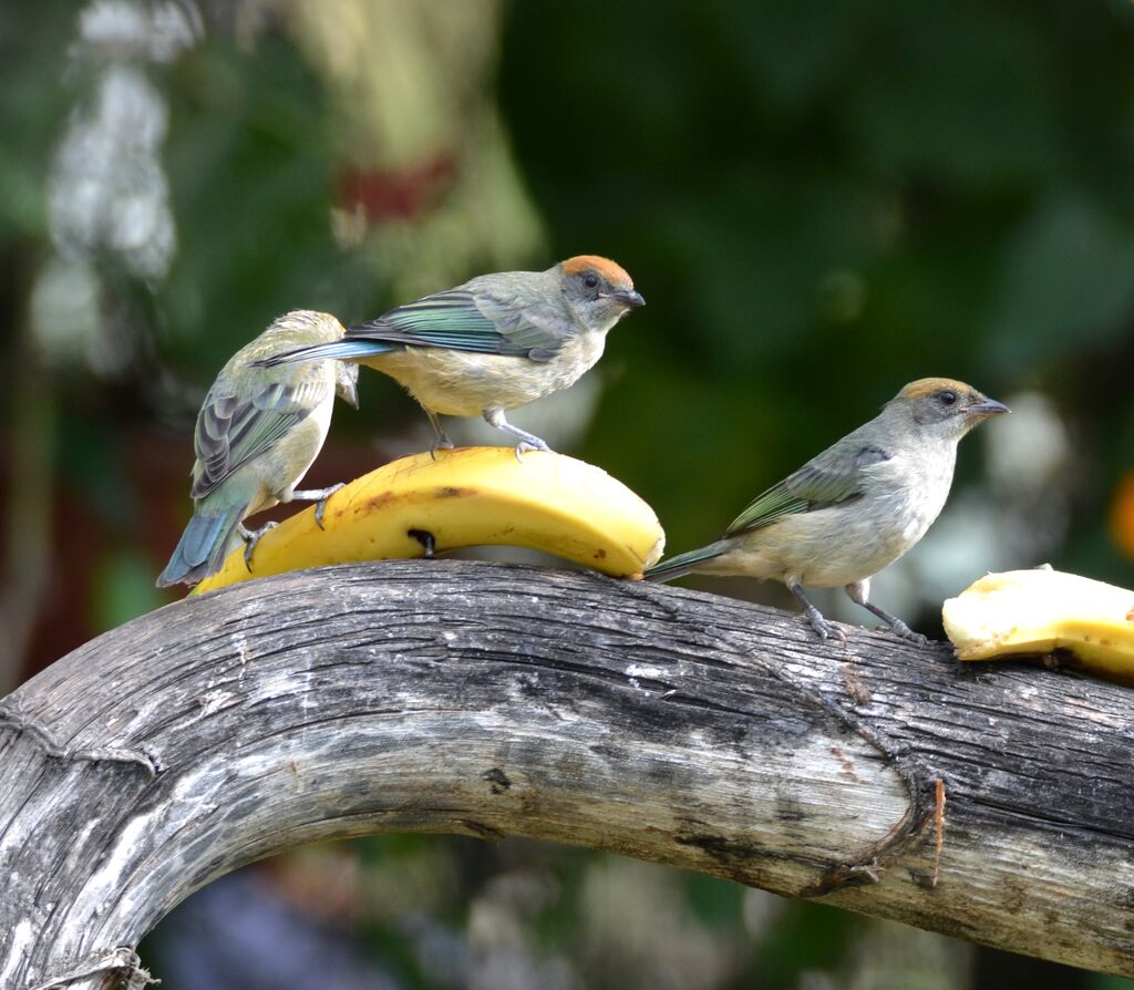 Scrub Tanageradult, identification, feeding habits