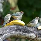 Calliste vitriolin