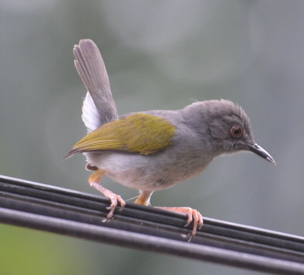 Grey-backed Camaropterajuvenile, identification