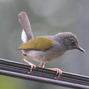 Grey-backed Camaroptera