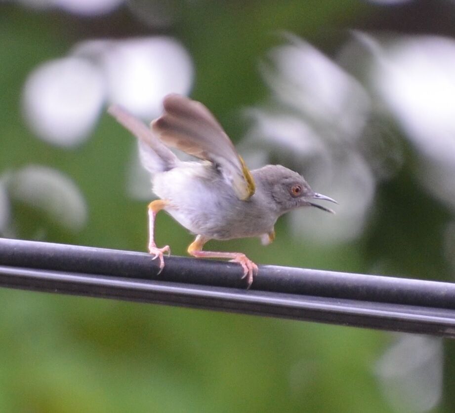 Grey-backed Camaropterajuvenile, identification