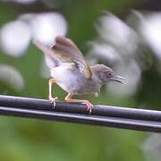 Grey-backed Camaroptera