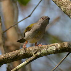 Camaroptère à dos gris