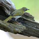 Camaroptère à tête grise