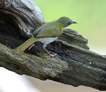 Green-backed Camaroptera